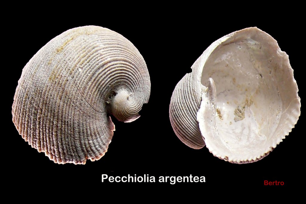 Pecchiolia argentea (Mariti,1797)  Pliocene - Rio Torsero